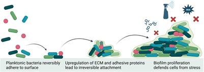 Strategies for combating antibiotic resistance in bacterial biofilms